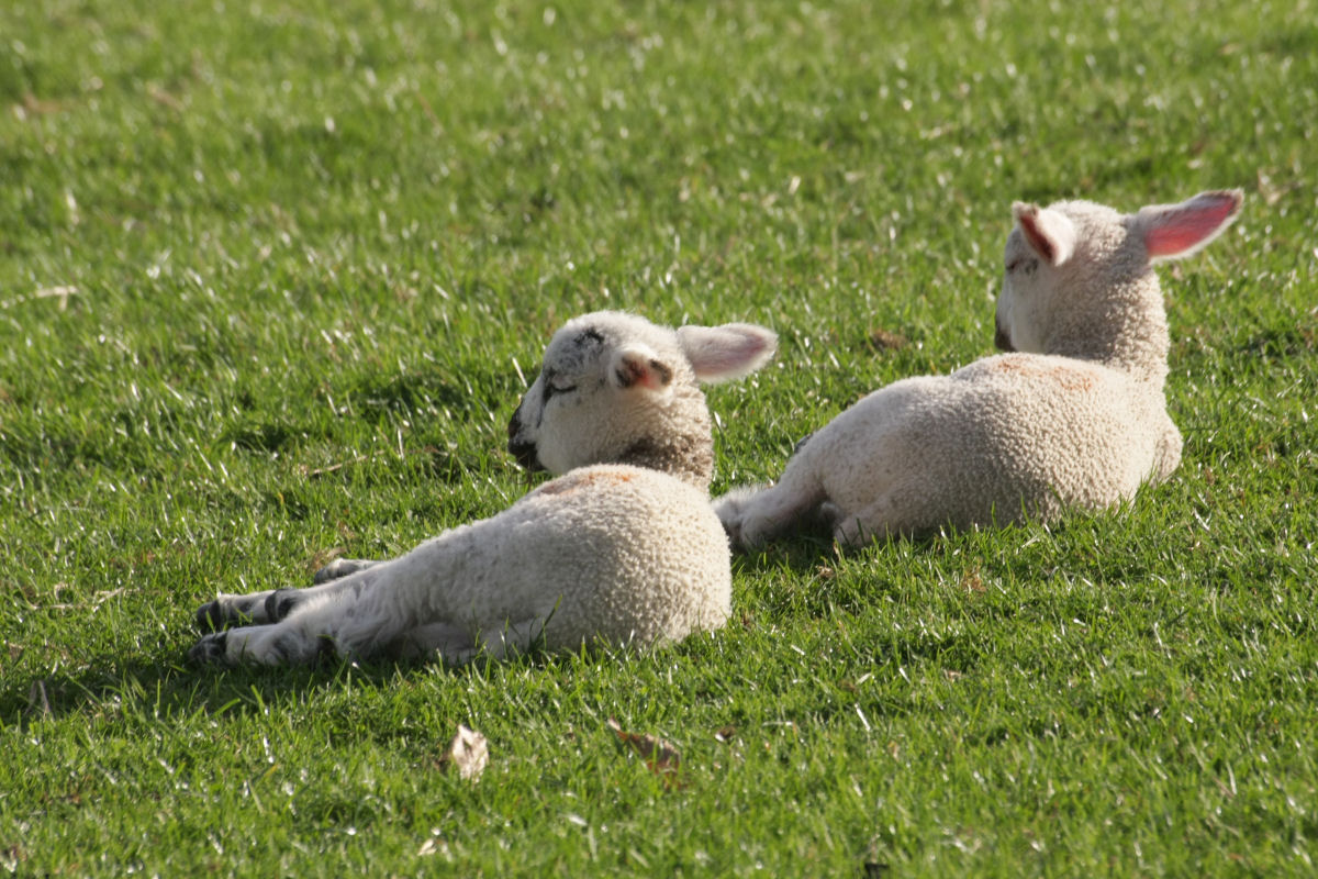 chatsworth_lambs2