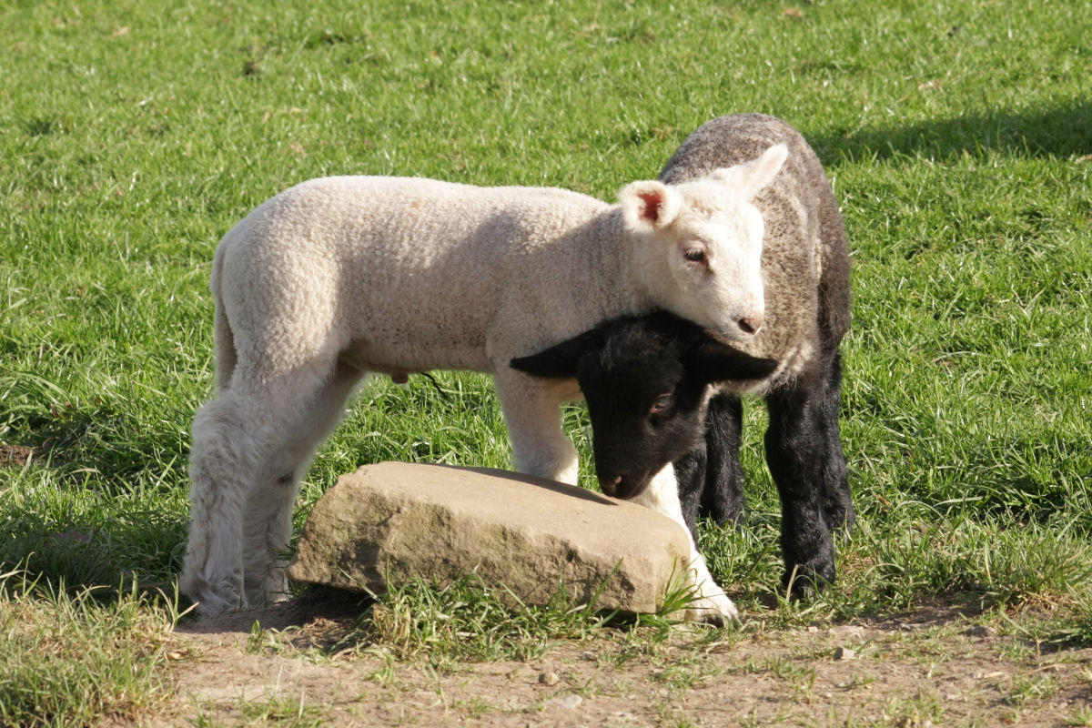 chatsworth_lambs