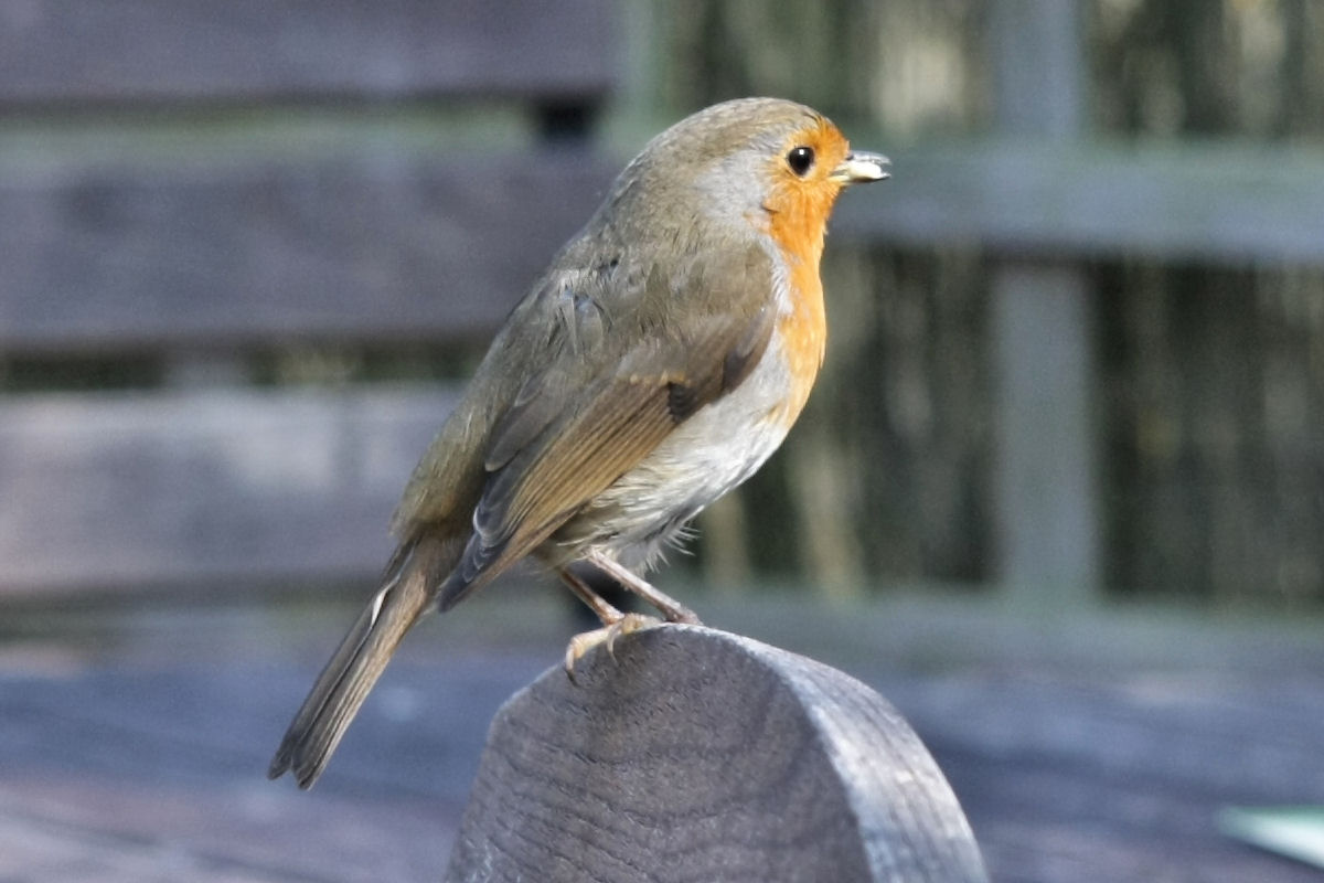 robin