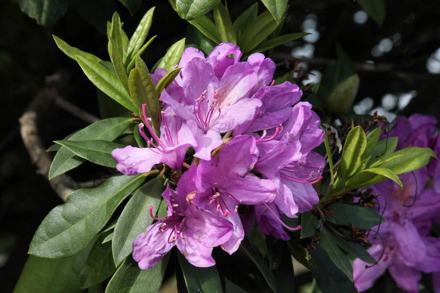 rhododendron