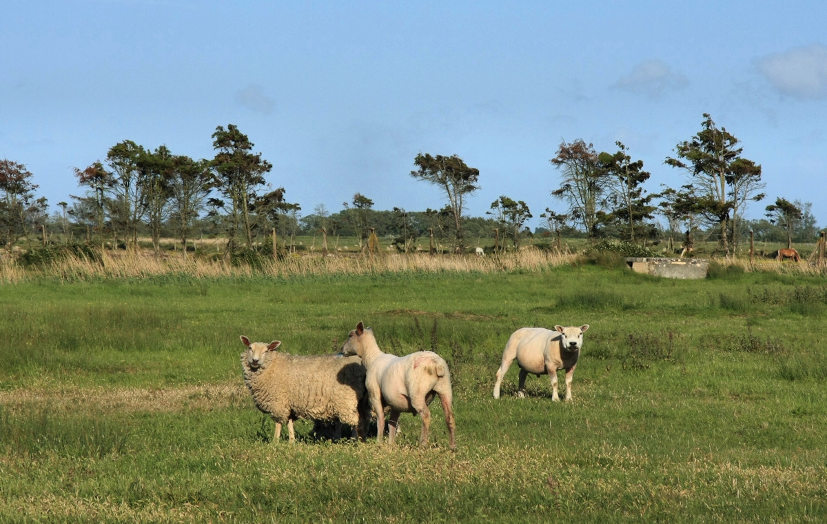 pevensey_levels