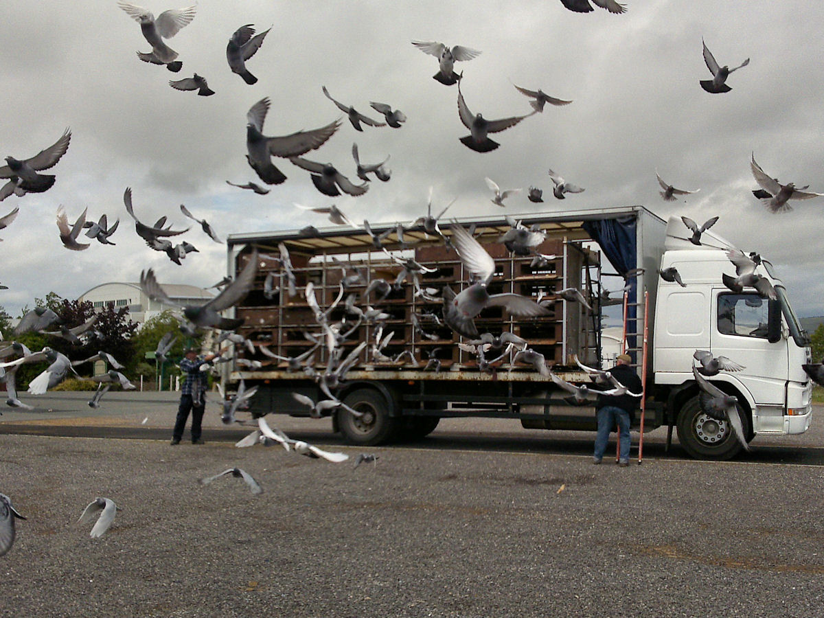 pigeons_cheltenham