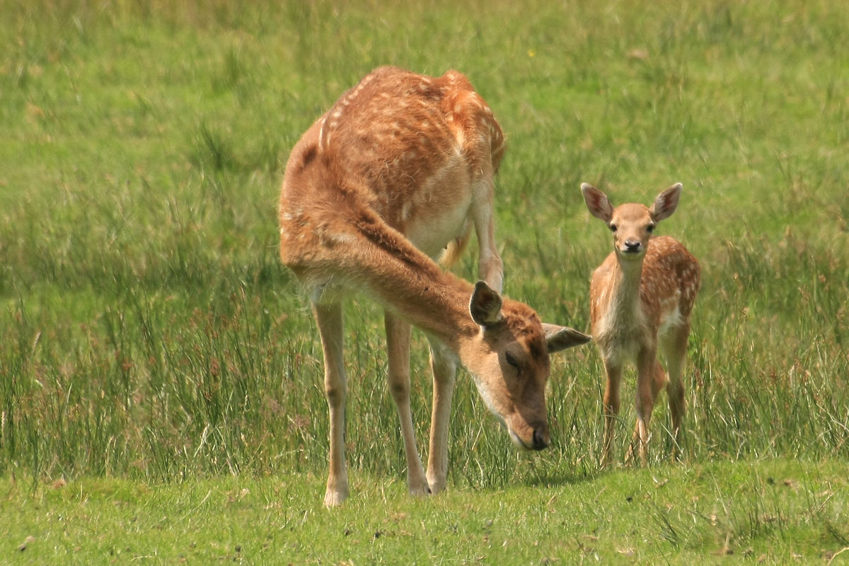 fallow+fawn