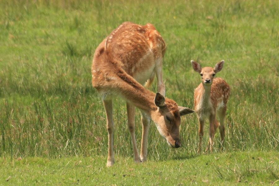 fallow+fawn