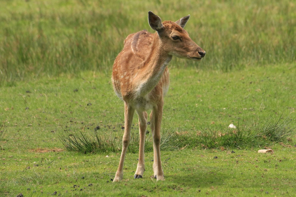 fallow_fawn_0207