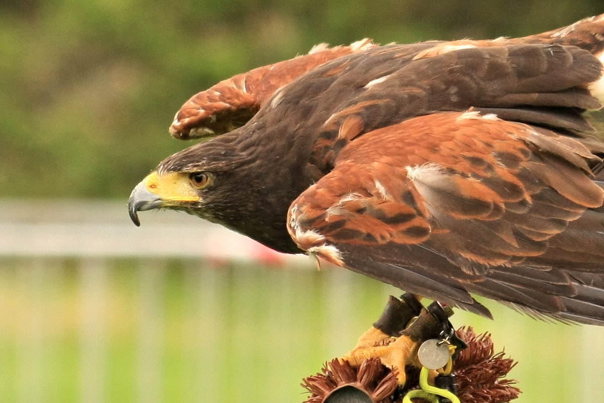 harrishawk3