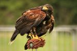 harrishawk2_netleymarsh